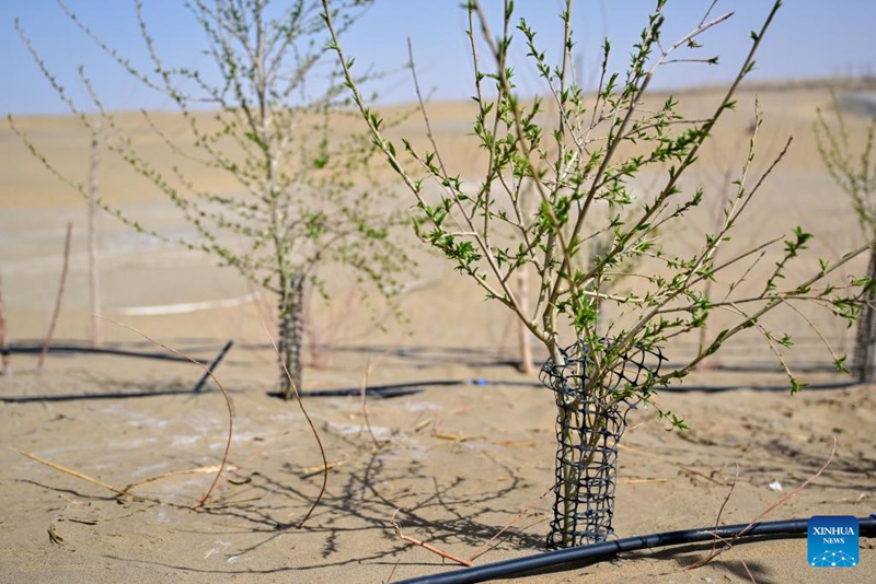 Jangwa la Taklimakan la Xinjiang, China lazungukwa na ukanda wa kijani kwa sababu ya juhudi za kudhibiti mchanga