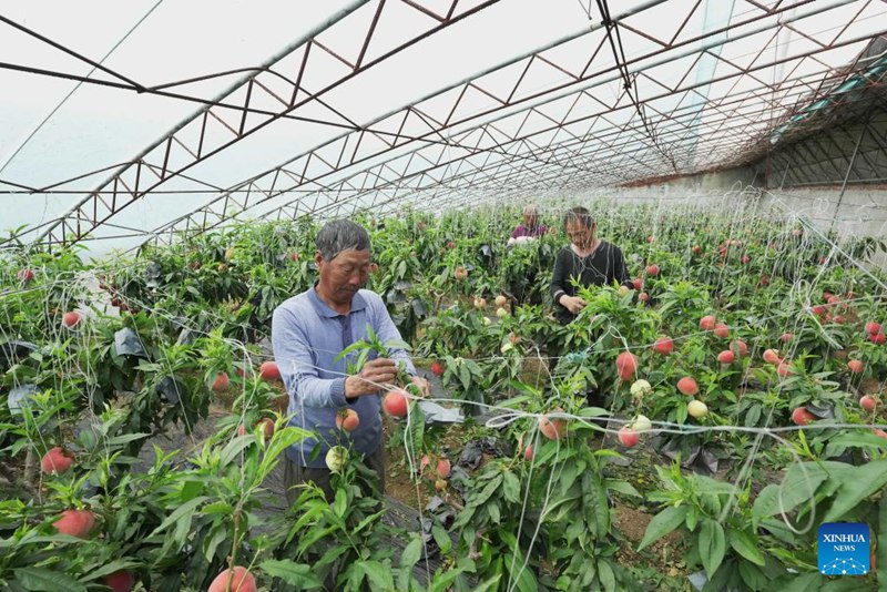 Wakulima wakitunza mipichi kwenye kibanda cha kilimo katika Wilaya ya Changli, Mkoa wa Hebei wa Kaskazini mwa China Aprili 26, 2025. (Xinhua/Yang Shiyao)