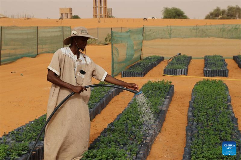 Mfanyakazi akimwagilia mimea katika Eneo Maalum la Teknolojia ya Kijani la China na Afrika huko Bir El Barka, Mkoa wa Trarza, magharibi mwa Mauritania, Mei 22, 2025. (Xinhua/Si Yuan)