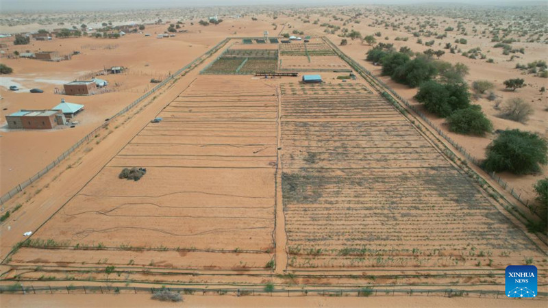 Uzoefu?wa China katika?kudhibiti jangwa?wasaidia??maendeleo ya?kijani?ya Mauritania