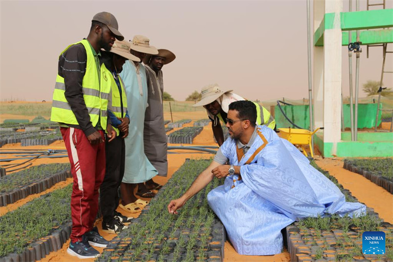 Uzoefu?wa China katika?kudhibiti jangwa?wasaidia??maendeleo ya?kijani?ya Mauritania
