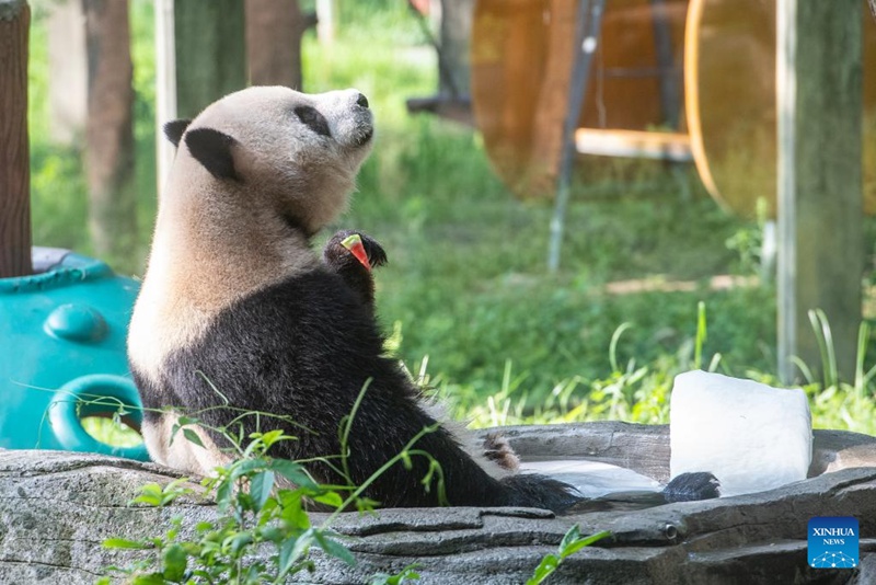 Panda akifurahia tikitimaji la barafu kwenye Bustani ya Wanyama ya Chongqing, huko Chongqing, kusini-magharibi mwa China, Julai 16, 2025. (Xinhua/Tang Yi)