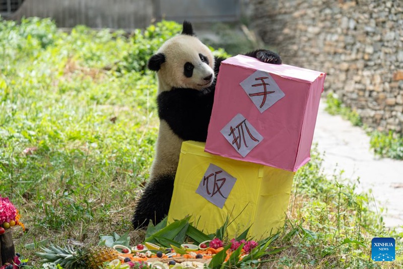 Kitoto cha panda Cancan kikicheza kwenye kituo cha panda cha Shenshuping cha Hifadhi ya Kitaifa ya Mazingira ya Asili ya Wolong, Mkoa wa Sichuan, kusini-magharibi mwa China, Julai 17, 2025. (Xinhua/Xue Chen)
