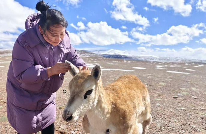 Roboti ya paa wa Tibet yaungana na kundi la paa