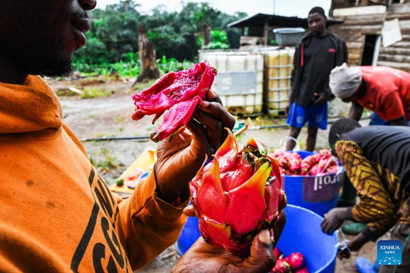 Mfanyakazi anakula tunda la dragon fruit katika shamba la Arnold Kogaing huko Souza, Mkoani Littoral Cameroon, Agosti 20, 2025. (Xinhua/Kepseu)