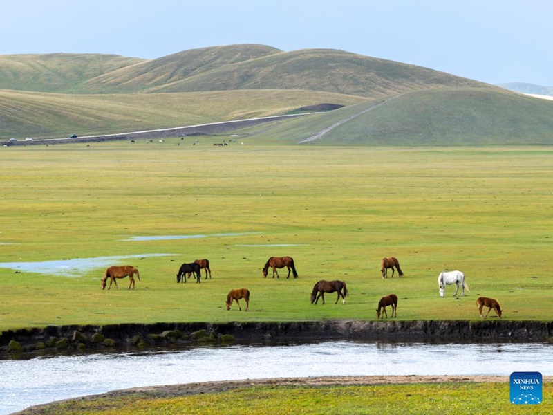 Malisho ya Chenbarhu Banner ya Mongolia ya Ndani, China ?yaingia majira ya mchipuko